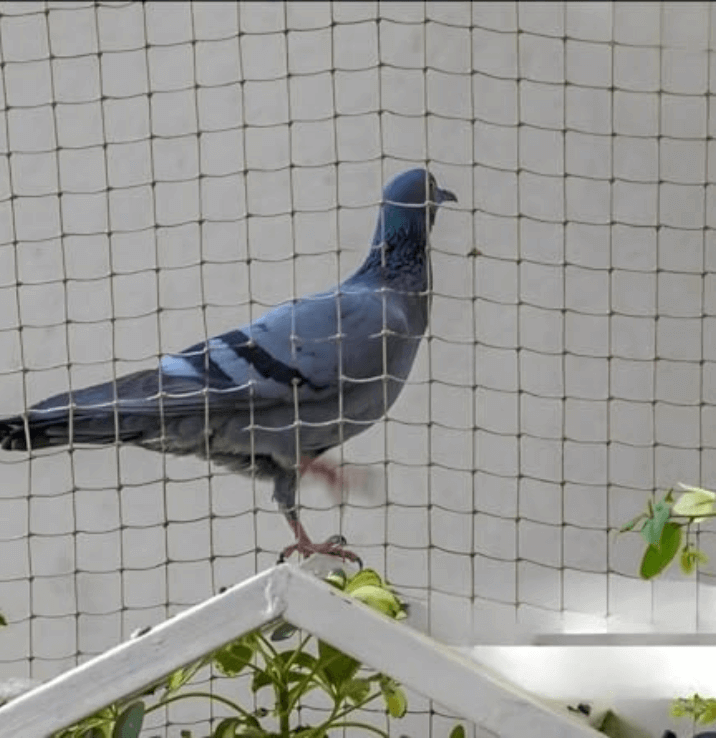 High-density pigeon nets installation for residential apartments in Chennai
