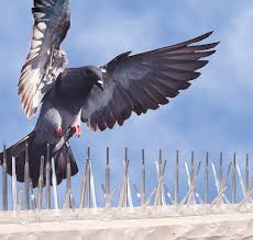 Bird Spikes Chennai